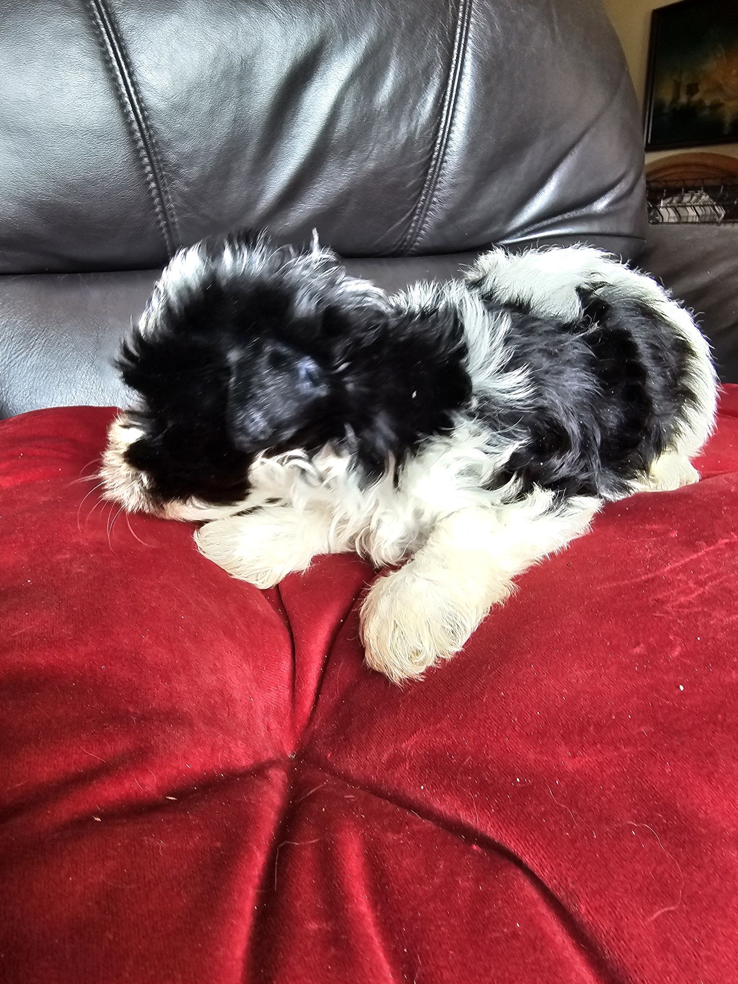 York terrier biewier piesek