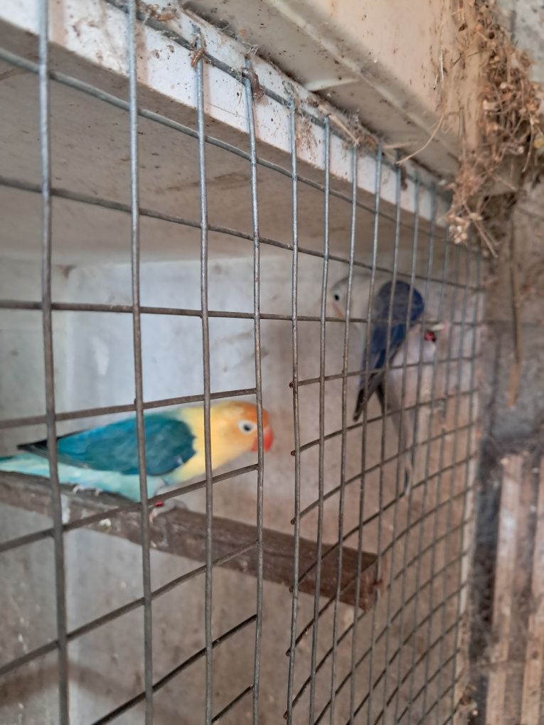 Agapornis Opalinos yellou face  opalinos azuis  verdes  portadores