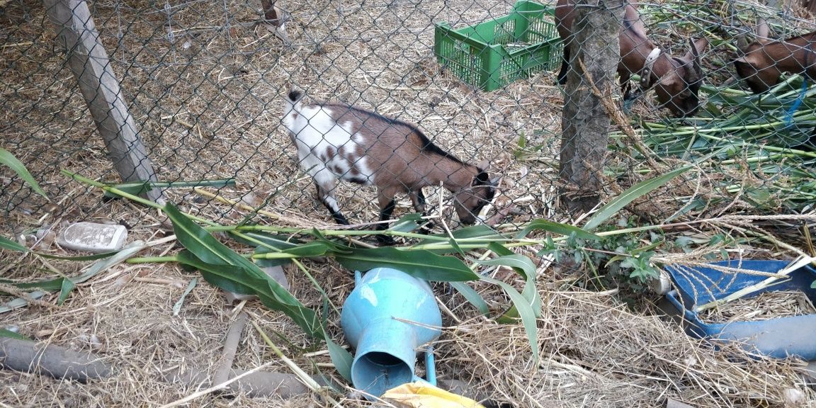 Duas cabras fêmeas Anãs