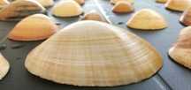 Conchas Lisas,  robustas