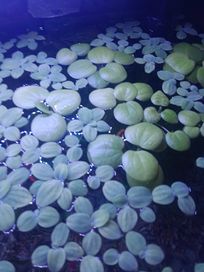 Roślinki pływające do akwarium