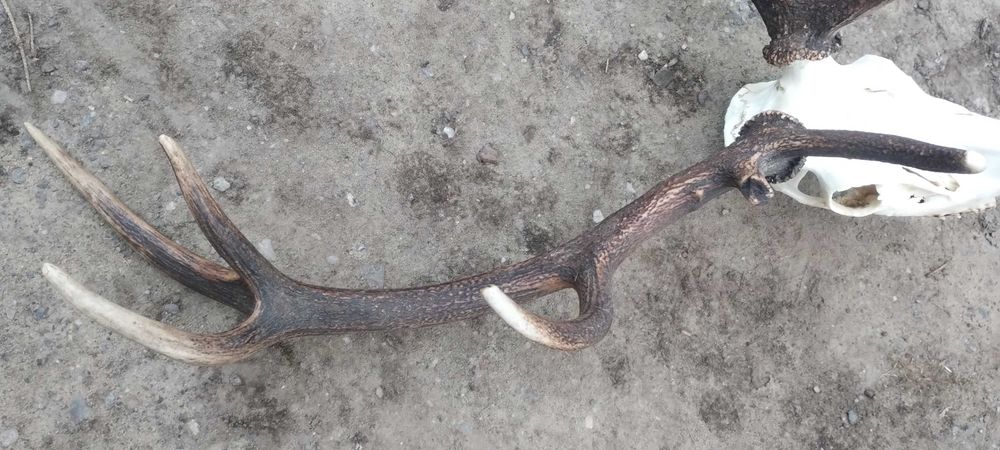 WIENIEC jelenia poroże 6,45kg