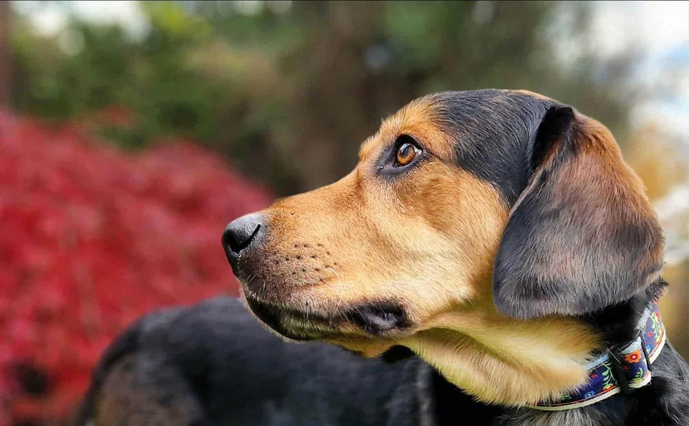 Młodziutki, uroczy Fido szuka domku