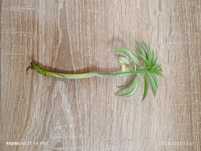 Sadzonka filodendron czerwieniejący + peperomia happy beans