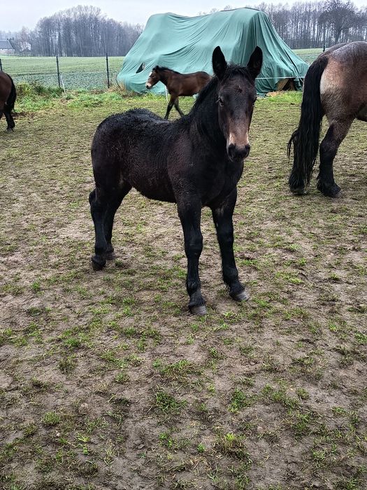 Klacz zimnokrwista typ sztumski