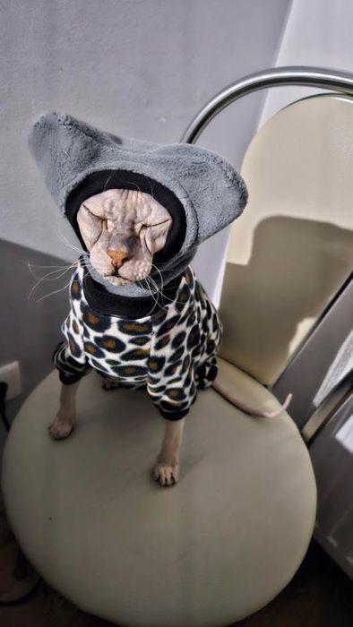Шапка для сфінкса кота кішки кошеня одежда