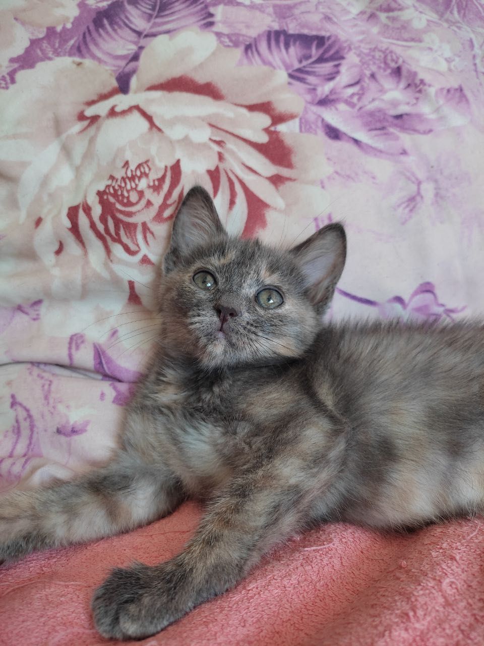 Необычный окрас бесплатно котенок