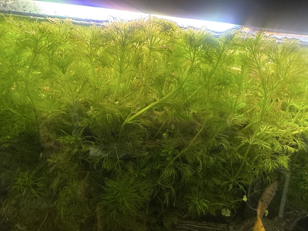 Plantas para aquários