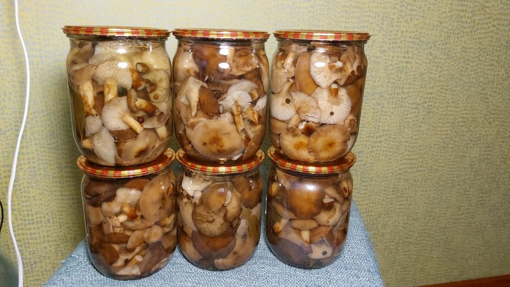 Гриби в асортименті мар. 2025 року