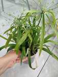 Papirus cyperus średni