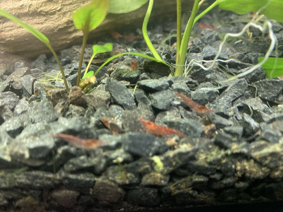 Sprzedam krewetki akwariowe