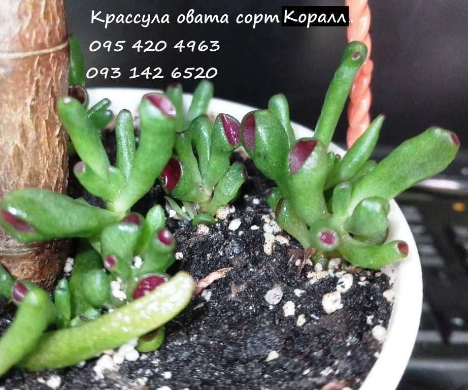 Крассула овата Коралл