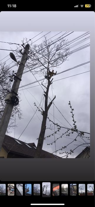 Спил деревьев,обрезка веток,арбаристика,