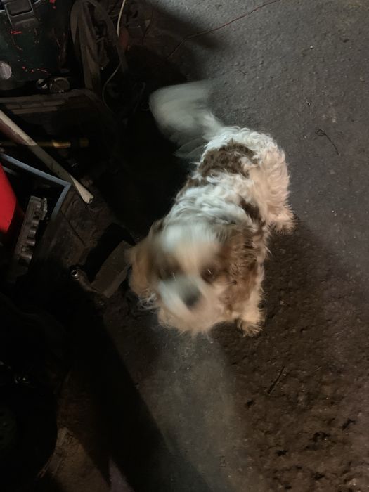 Пропала собака проды кавалер кинг чарльз спаниэль