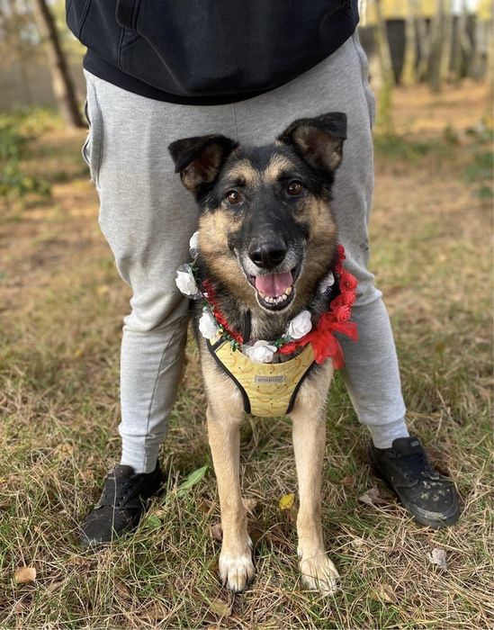 Na ogłoszenie czekał 1.5 roku. Cudowny miły Hugo! Adoptuj!