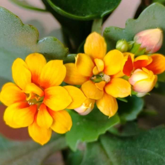 Каланхоє насичено-жовтого кольору з  помаранчевої серединкою