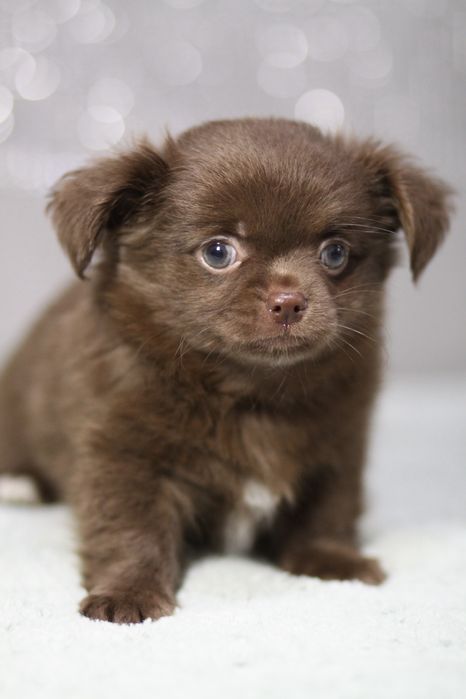 *** Chihuahua czekoladowa długowłosy**