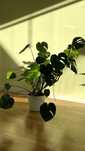 Monstera - kwiat doniczkowy