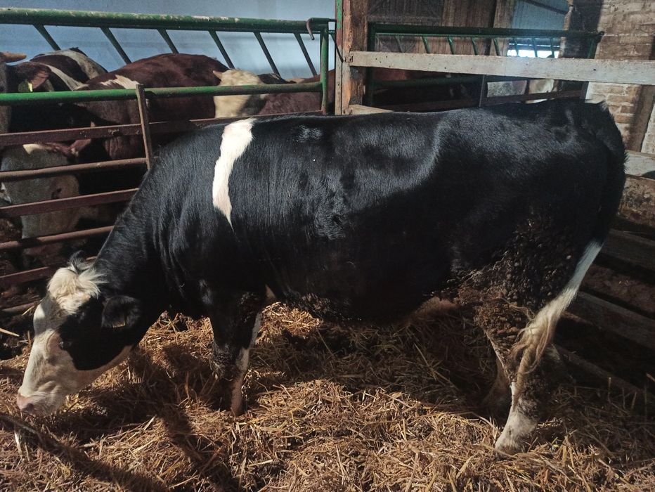 Jałówka mleczna 15msc, około 500kg,  MO montbeliarde, piękna!