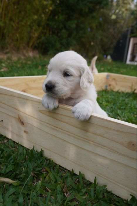 Golden Retriever