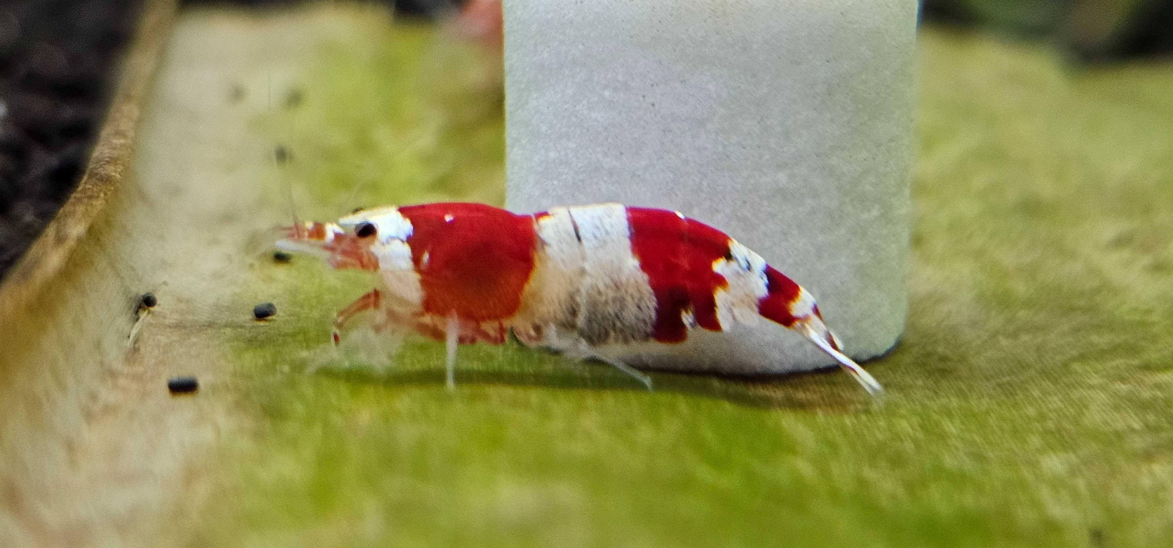 Krewetki Crystal Red 10szt. (Caridina)