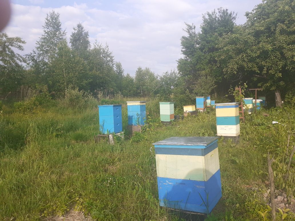 Мед майский,лісовий, липовий,різнотравя,забрус,пергомед