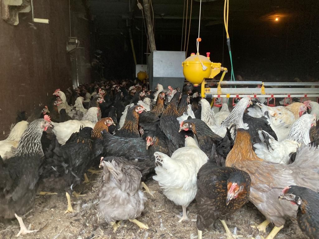 Nioski Leghorn z Jajkiem 24 tygodnie!! Wysylka