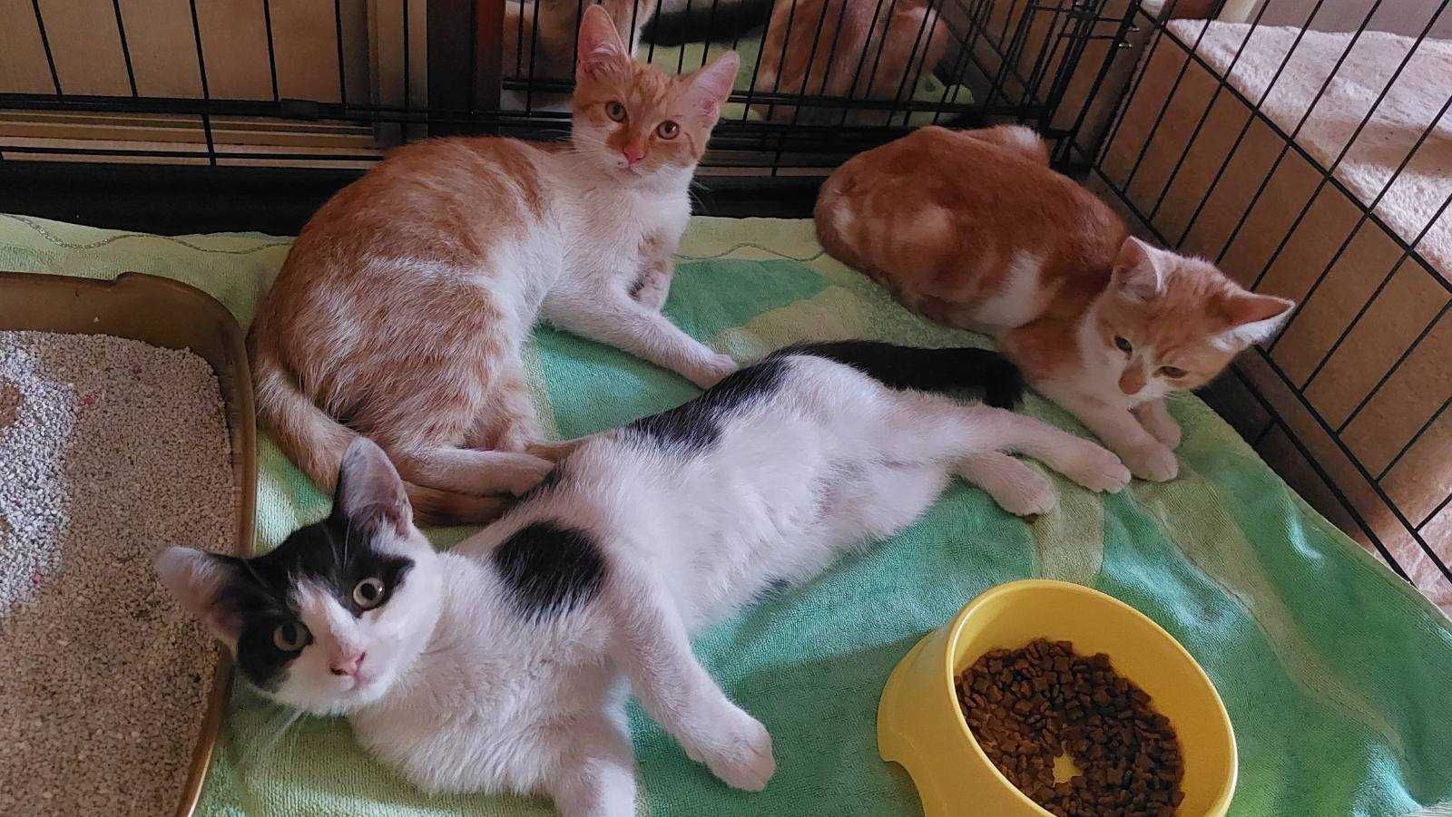 Кошенята в добрі руки, безкоштовно