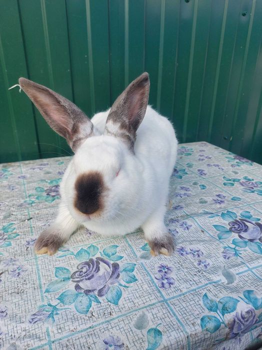 Продам кролів  молодняк