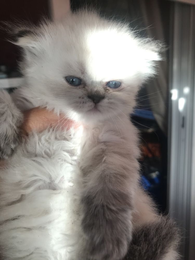 Gatinho persa bébé lindo