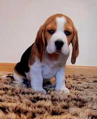Piękne Beagle z rodowodem - szczeniaczki