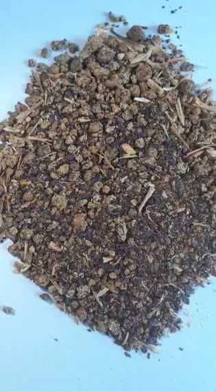 Śruta słonecznikowa