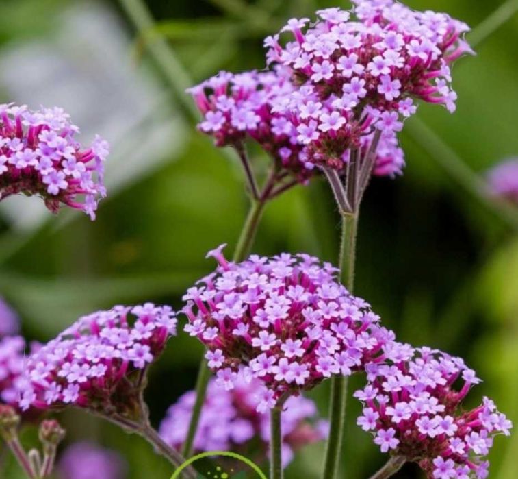 Насіння набір 6-уп. вербени бонарської"Verbena bonariensis"Сад