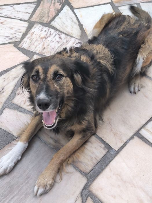 Adopcao responsavel