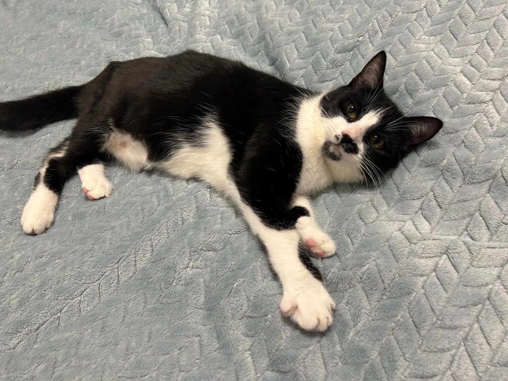 Kotek do adopcji