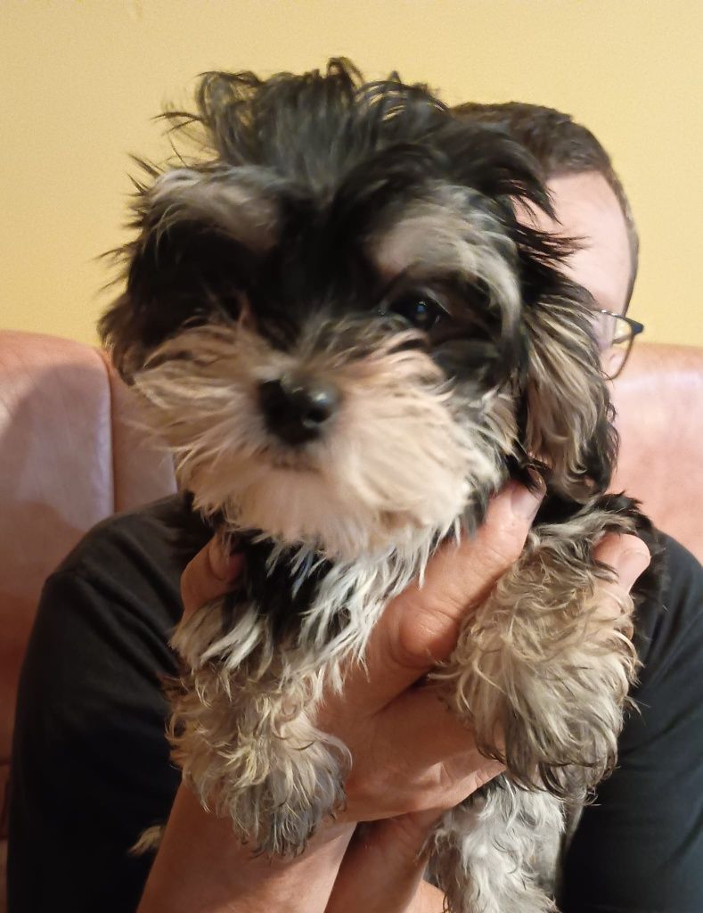Morkie/Morkshire suczka