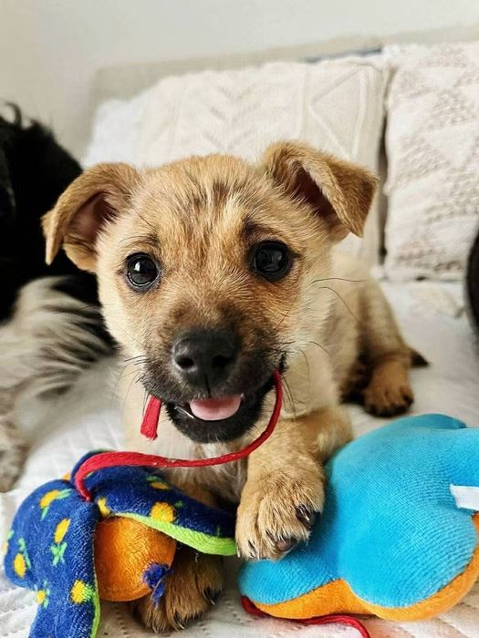 Mały Teo szuka domu