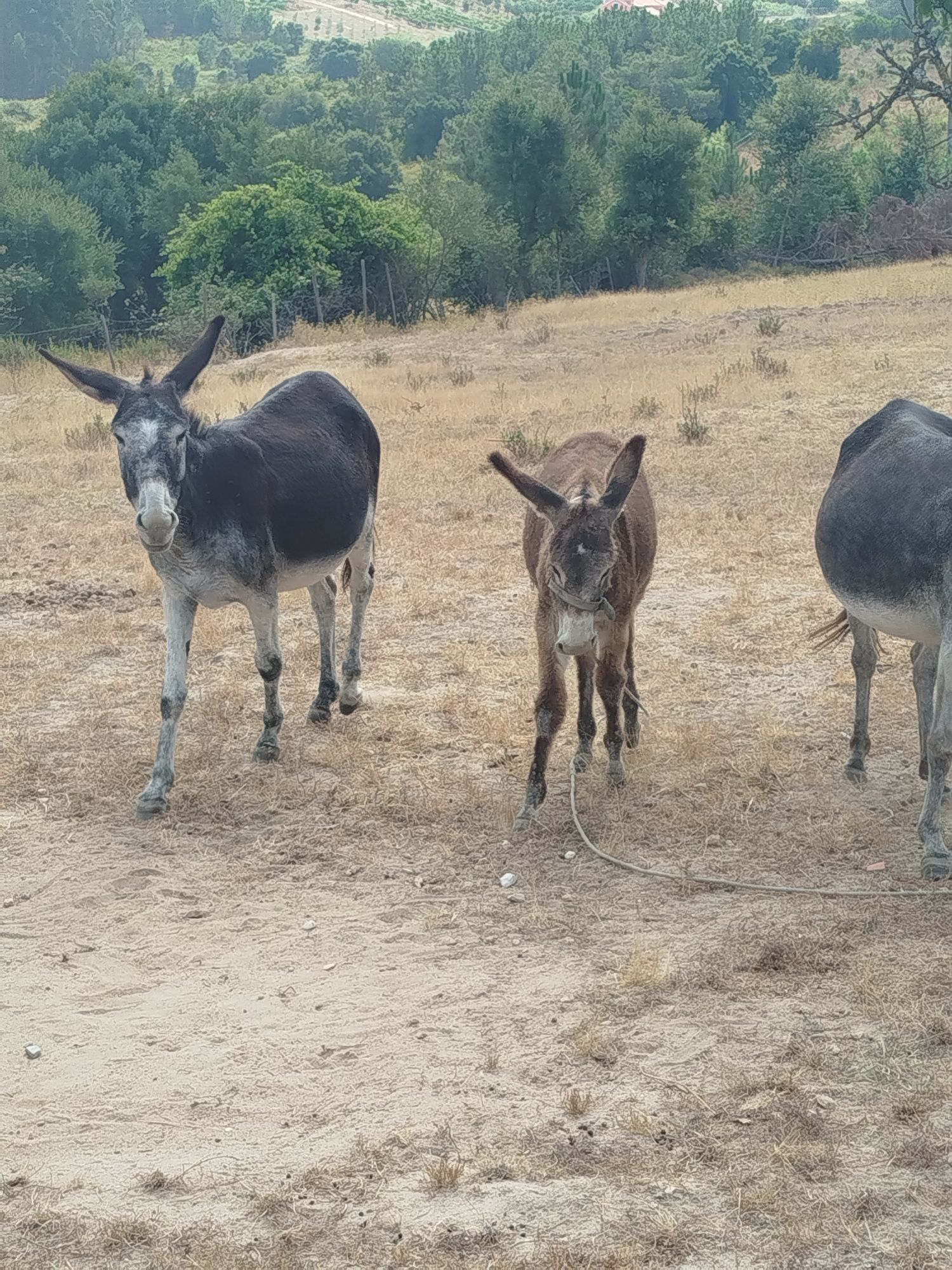 Vendo burro com seis meses