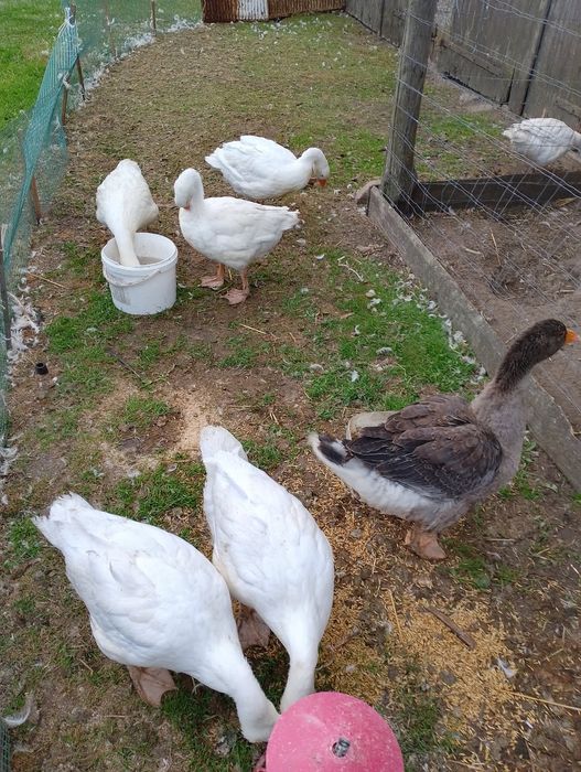 Sprzedam Gęsi tegoroczne