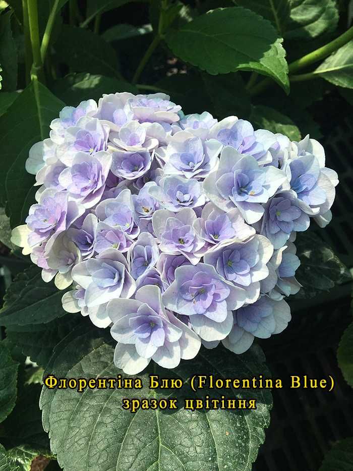 Гортензія великолиста Флорентіна Блю/Florentina Blue. 1 річні саджанці