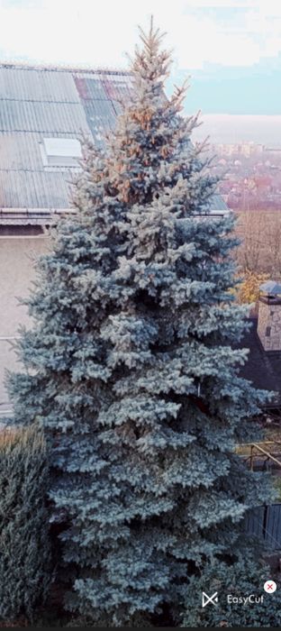 Велика жива ялинка 10–12 м для новорічних свят, ярмарків, закладів