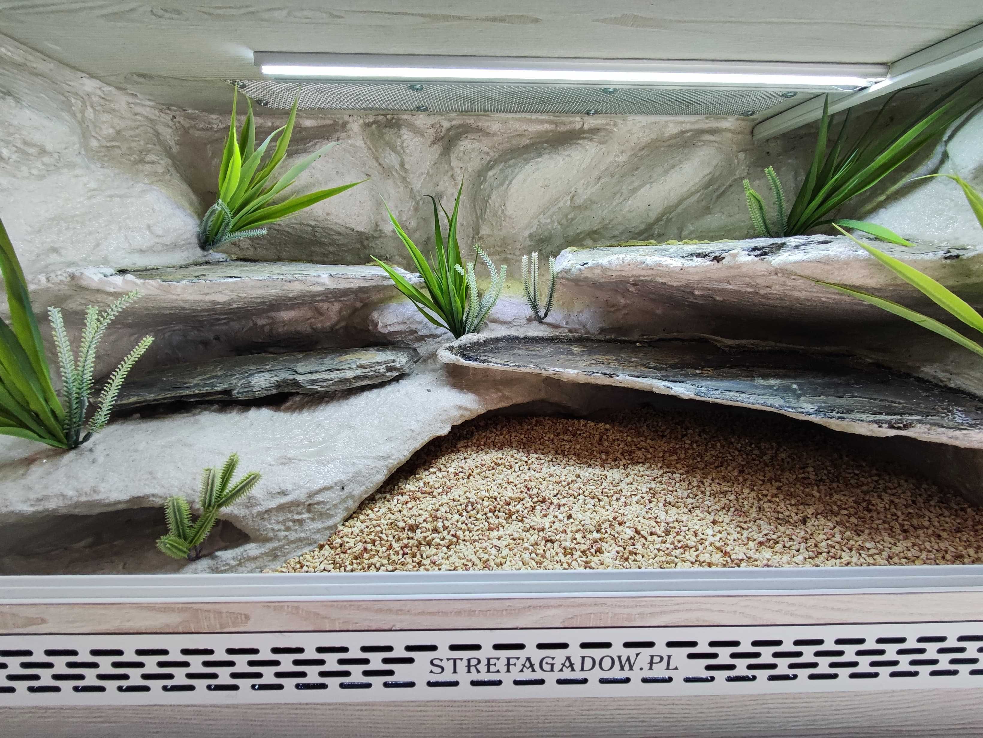 Terrarium pustynne nr693 80/40/40 dla gekona lamparciego DOSTĘPNE