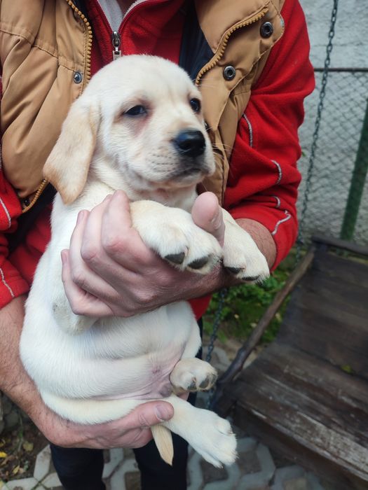 Цуценята Лабрадор -ретрівер