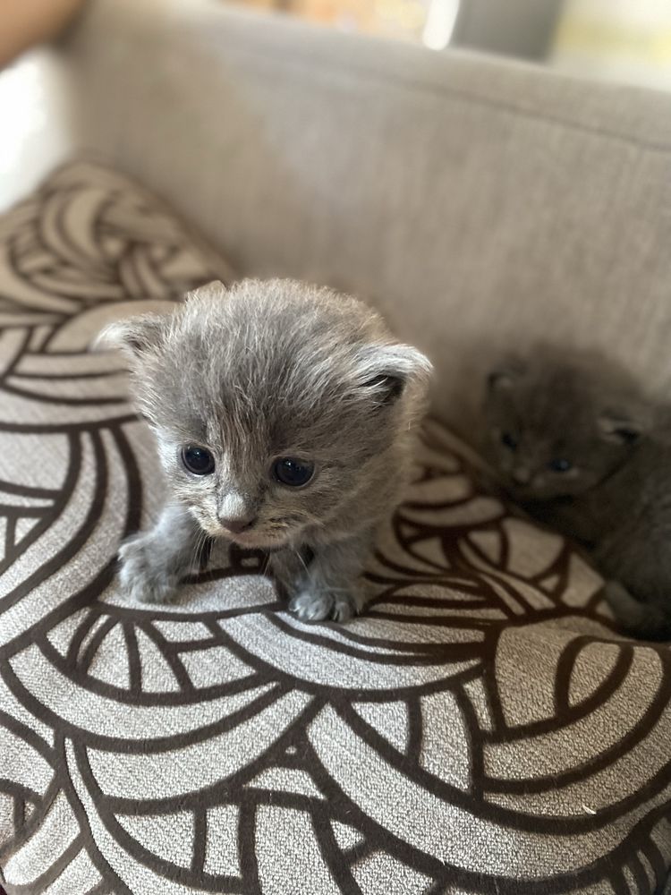 Пухнасті кошенята тільки в люблячу сімʼю. Кошенята. Котики
