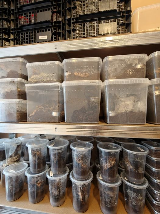 Pająk ptasznik MYSTERY BOX 200% wartości!