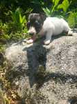 Jack Russell Terrier  femea