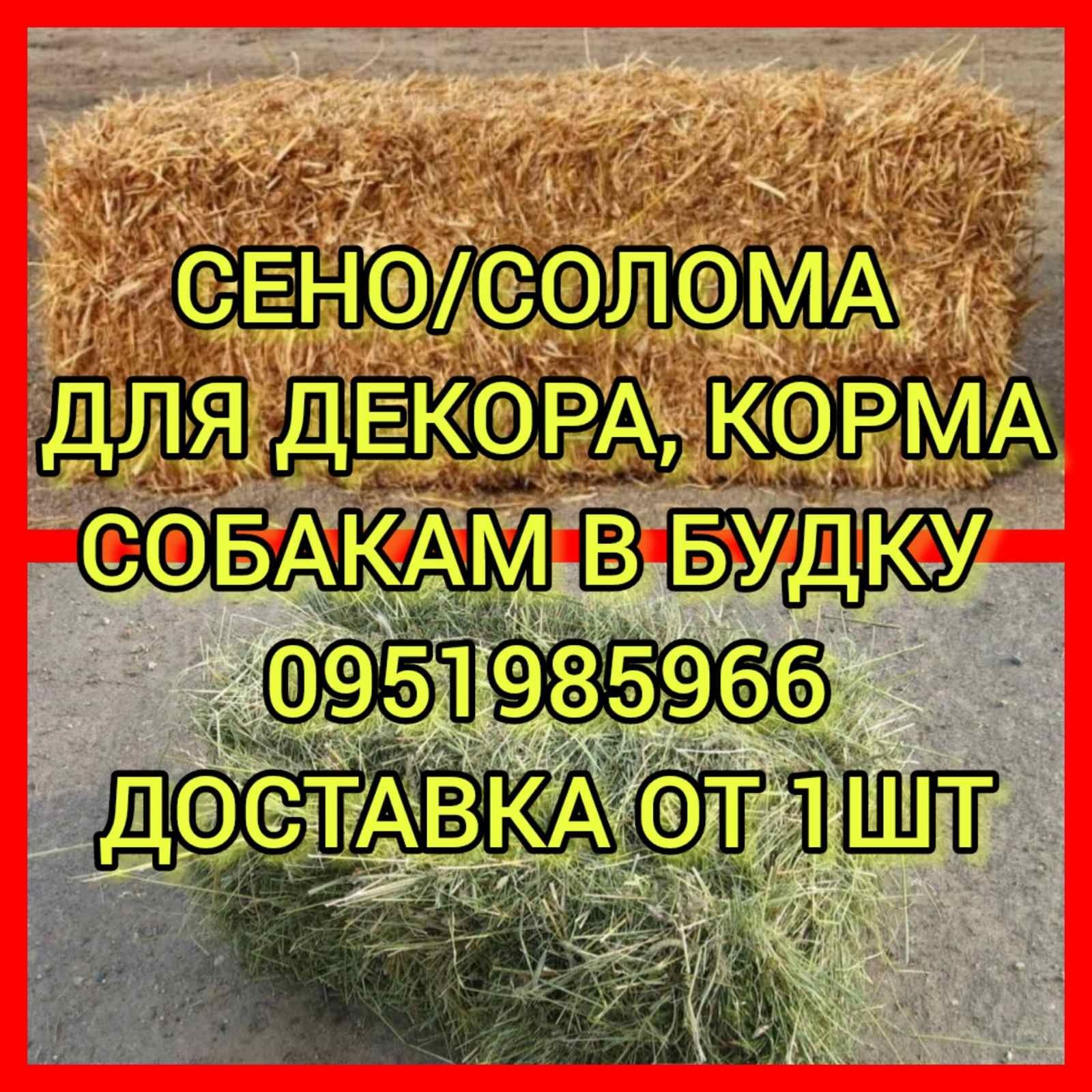СЕНО СІНО в тюках мешках для ЛОШАДЕЙ, КРС, овец (клевер и др виды)