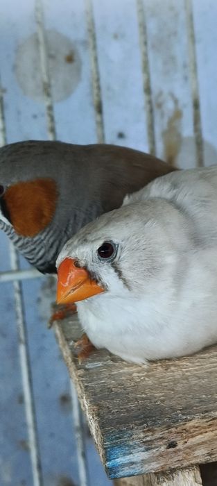 Casal de mandarins para Cedência