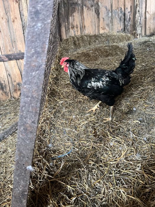 Півні ,курки молоді