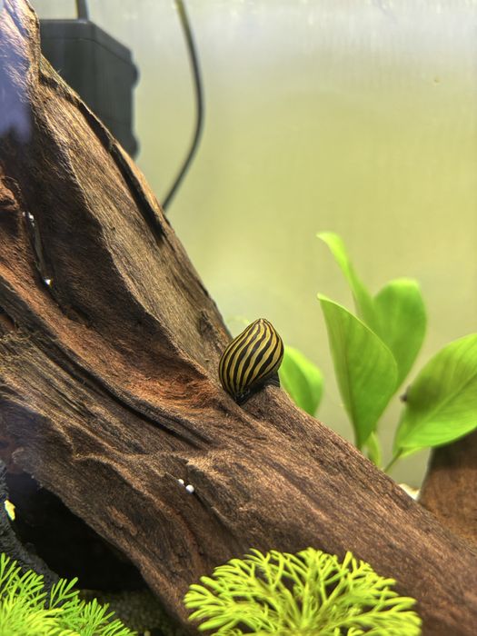 Caracois zebra para aquario